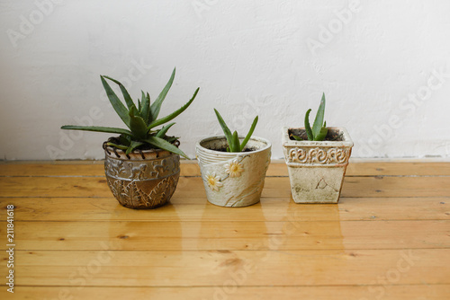 Succulents in different pots on a white background wall and the wooden floor. Home decor.