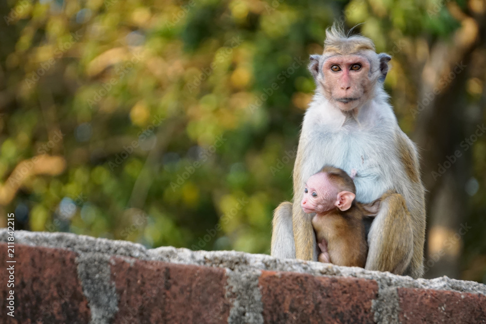 Toque macaque monkey with a baby. Taken in Mihintale, Sri Lanka.