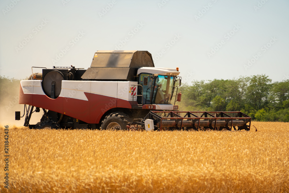 Fototapeta premium Combine harvester for harvesting wheat. 
