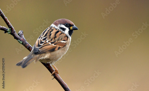 Stampa su tela Tree sparrow (Passer montanus)
