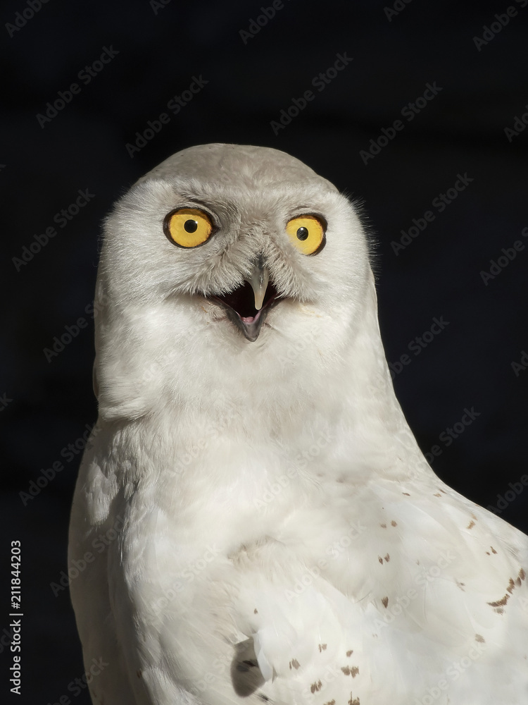 Fototapeta premium Snowy owl (Bubo scandiacus)