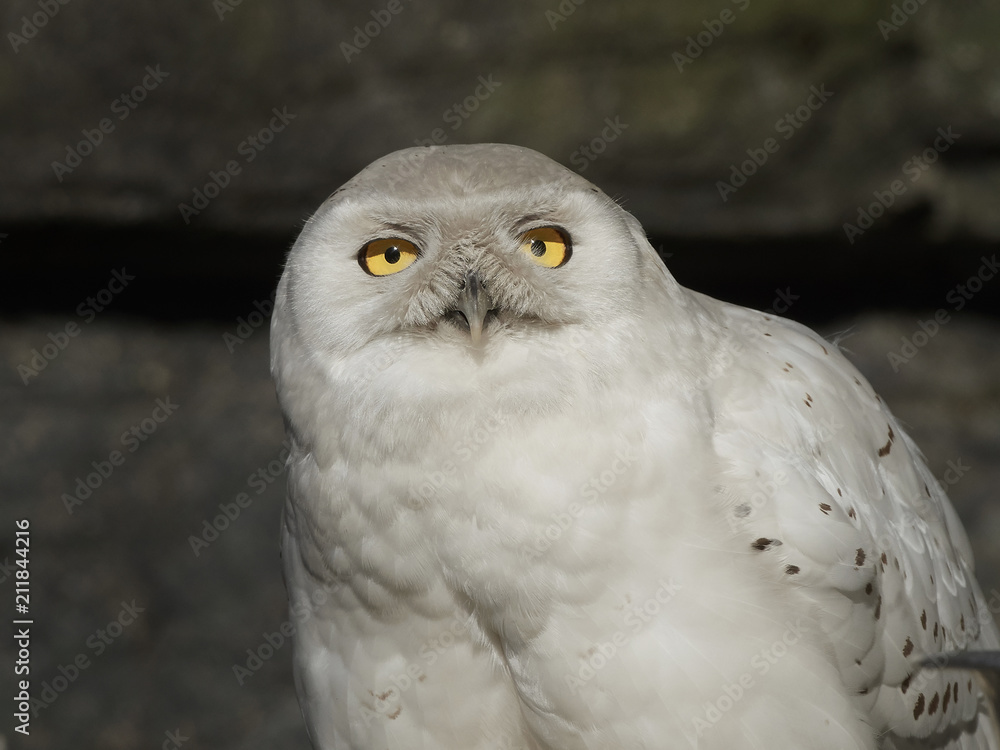 Fototapeta premium Snowy owl (Bubo scandiacus)