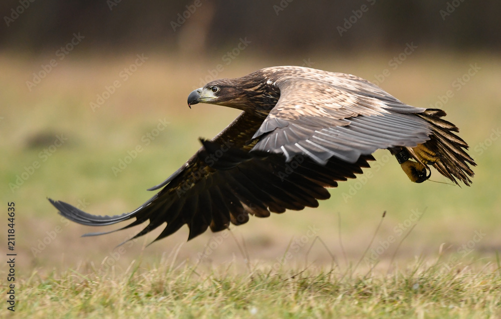 Obraz premium Orzeł bielik (Haliaeetus albicilla)
