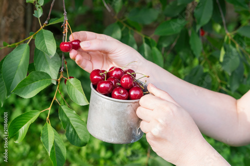 Picking sweet cherries from cherry tree. Woman holding a mug full of ripe cherries. photo