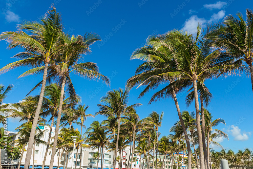 Palm trees during a sunny and windy day at ocean drive in Miami Beach, Florida