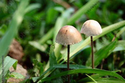 A close up of a pair of common fungus found in grass.