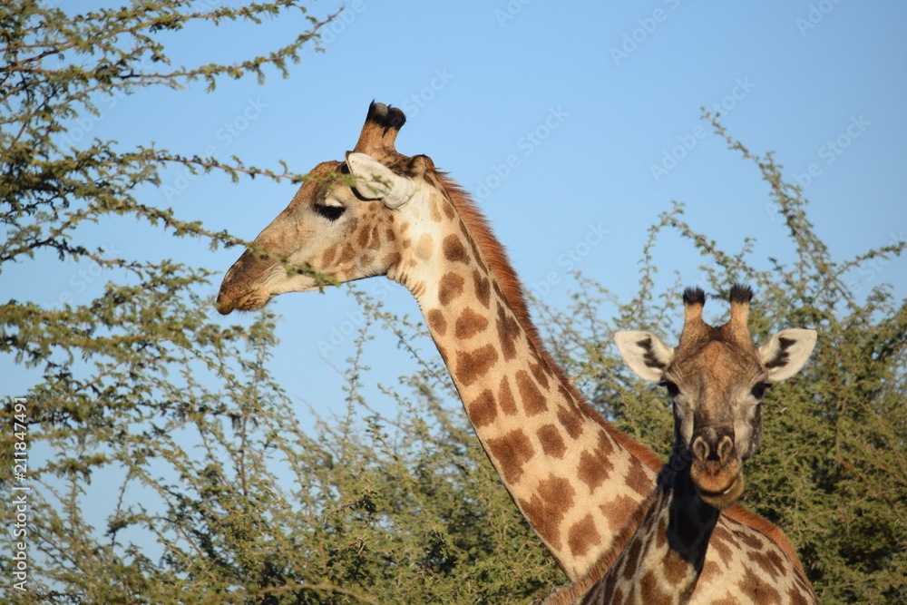 Obraz premium Giraffes in Africa