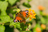 Tagpfauenauge (Aglais io) Schmetterling mit ausgebreiteten Flügeln sitzt auf Wandelröschen (Lantana)