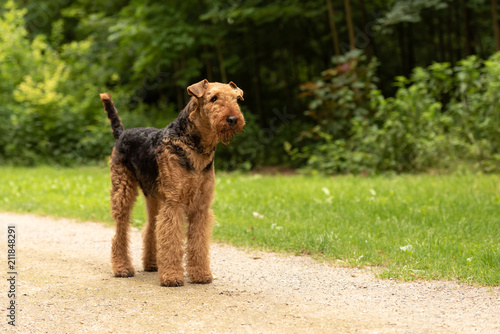 Airedale Terrier. Dog is standing on a path in forest and is obediently waiting.