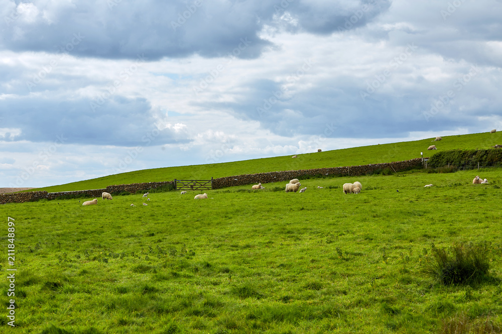 Fototapeta premium Landscape of farm with group of sheep eating grass