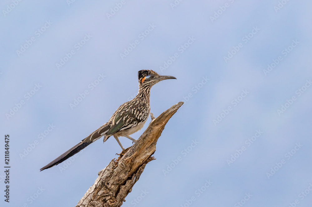 Fototapeta premium Roadrunner on branch, surveying its domain in central New Mexico