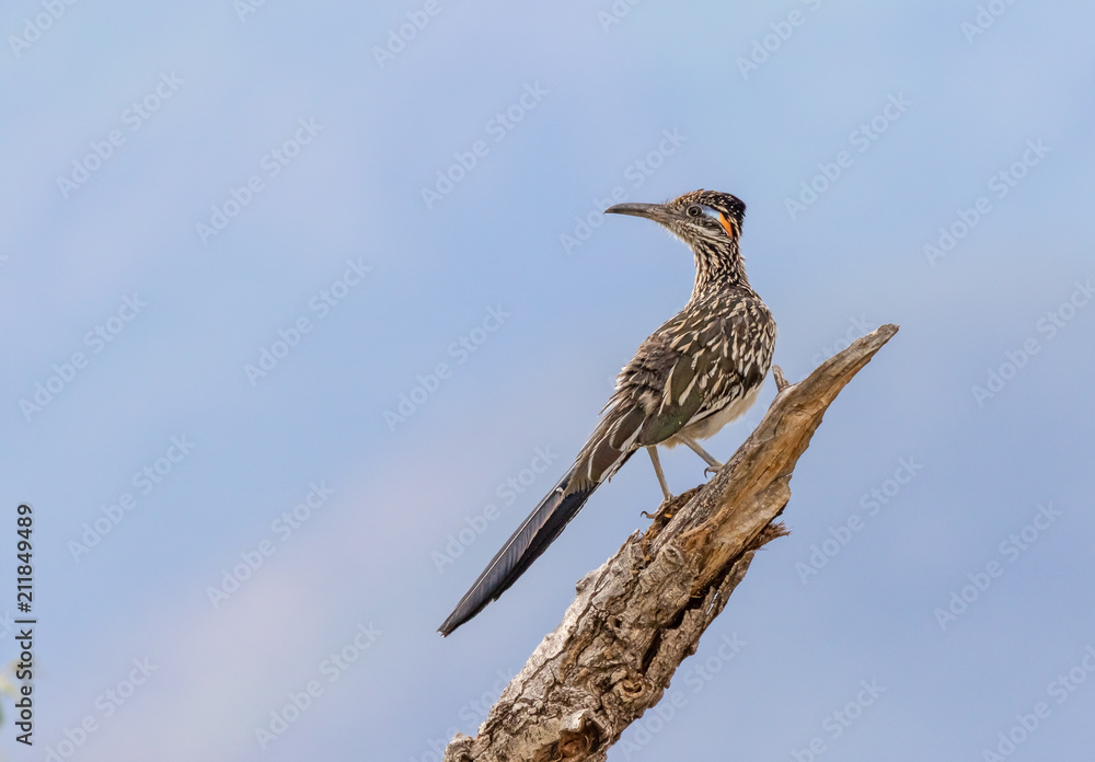 Fototapeta premium Roadrunner on branch, surveying its domain in central New Mexico