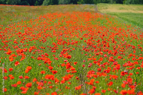 Fototapeta Naklejka Na Ścianę i Meble -  Red poppies blooming in a wild meadow in summer