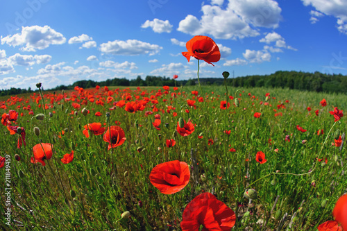 Fototapeta Naklejka Na Ścianę i Meble -  Red poppies blooming in a wild meadow in summer. Wide angle view