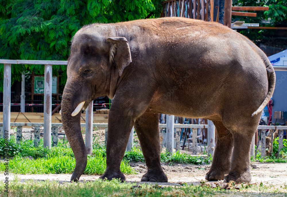 Fototapeta premium Asian elephant
