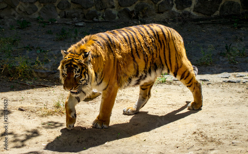 Close-up of a beautiful tiger, on the background of green trees photo