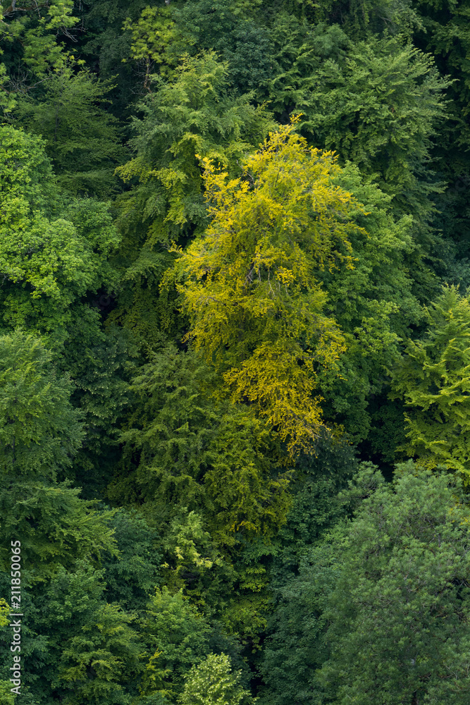 Aufsicht auf Wald / Baumkronen / Luftaufnahme / Grüne Bäume Aufsicht auf Wald / Baumkronen / Luftaufnahme / Grüne Bäume