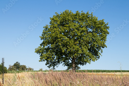 Spitzahorn (Acer platanoides) im Sommer; Ahornbaum; Norway Maple in Germany