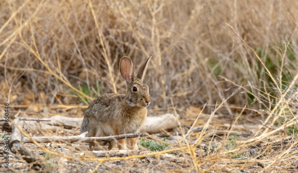 Cottontail rabbit, alert and frozen in place in dried grasses in central new mexico Cottontail rabbit, alert and frozen in place in dried grasses in central new mexico