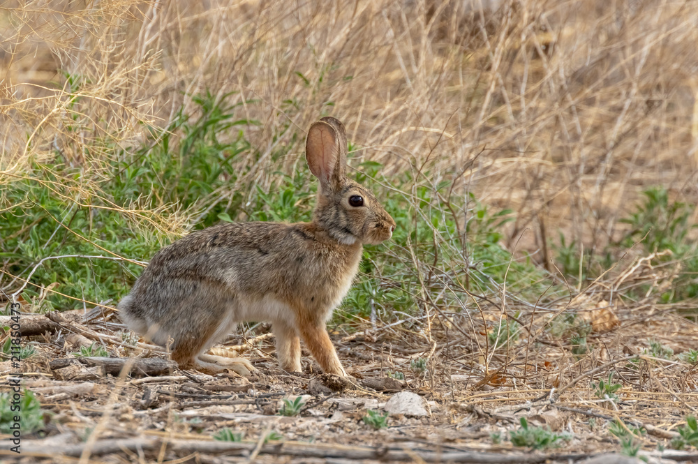 Cottontail rabbit, alert and frozen in place in dried grasses in central new mexico Cottontail rabbit, alert and frozen in place in dried grasses in central new mexico