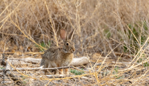 Cottontail rabbit  alert and frozen in place in dried grasses in central new mexico