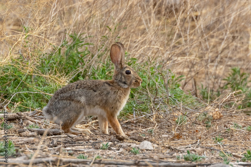 Cottontail rabbit, alert and frozen in place in dried grasses in central new mexico