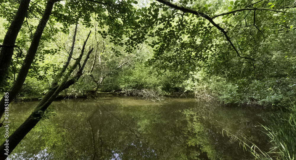 Cuban swamp - Peninsula de Zapata National Park / Zapata Swamp, Cuba Stock  Photo | Adobe Stock