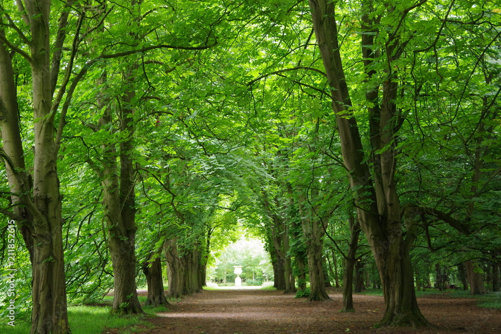 Path in the garden