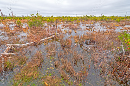 Open Wetland Priarie in a Swamp photo
