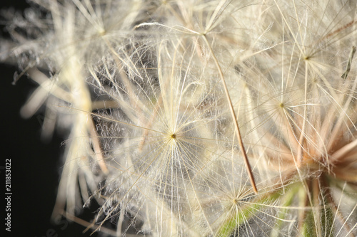 Dandelion seed head on black background, close up