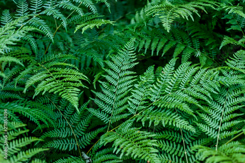 dark green beautiful fern leaves