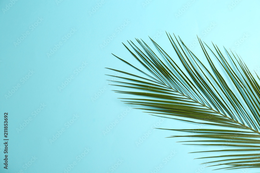 Fototapeta premium Beautiful tropical leaf on color background, top view