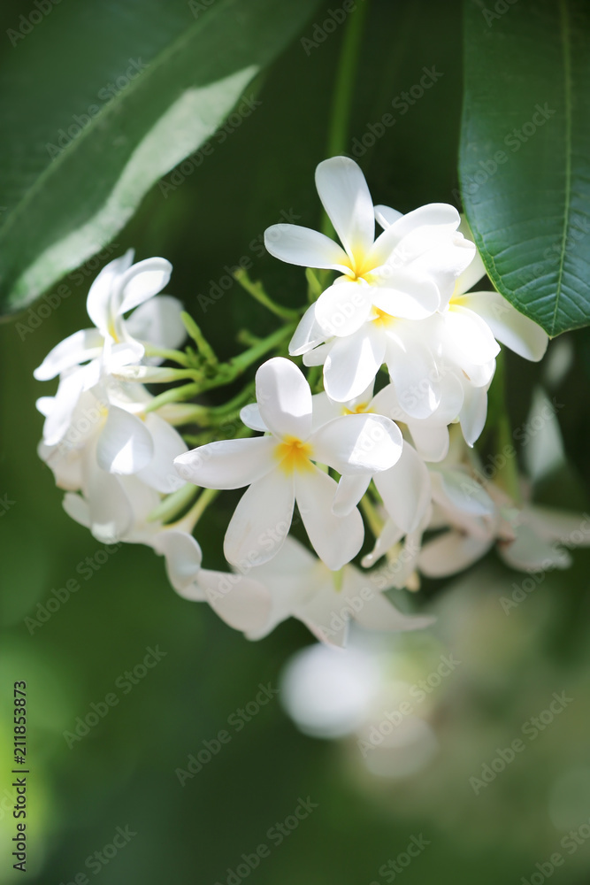 Beautiful white flowers at tropical resort on sunny day Beautiful white flowers at tropical resort on sunny day