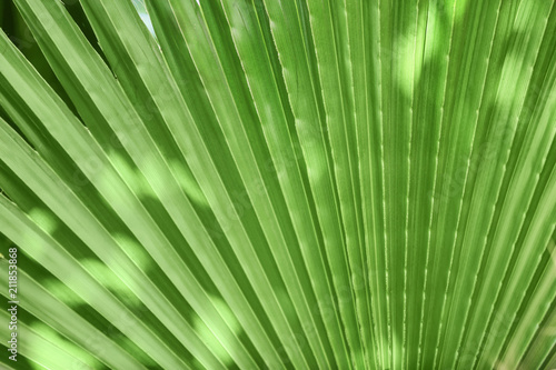 Beautiful tropical palm leaf  closeup