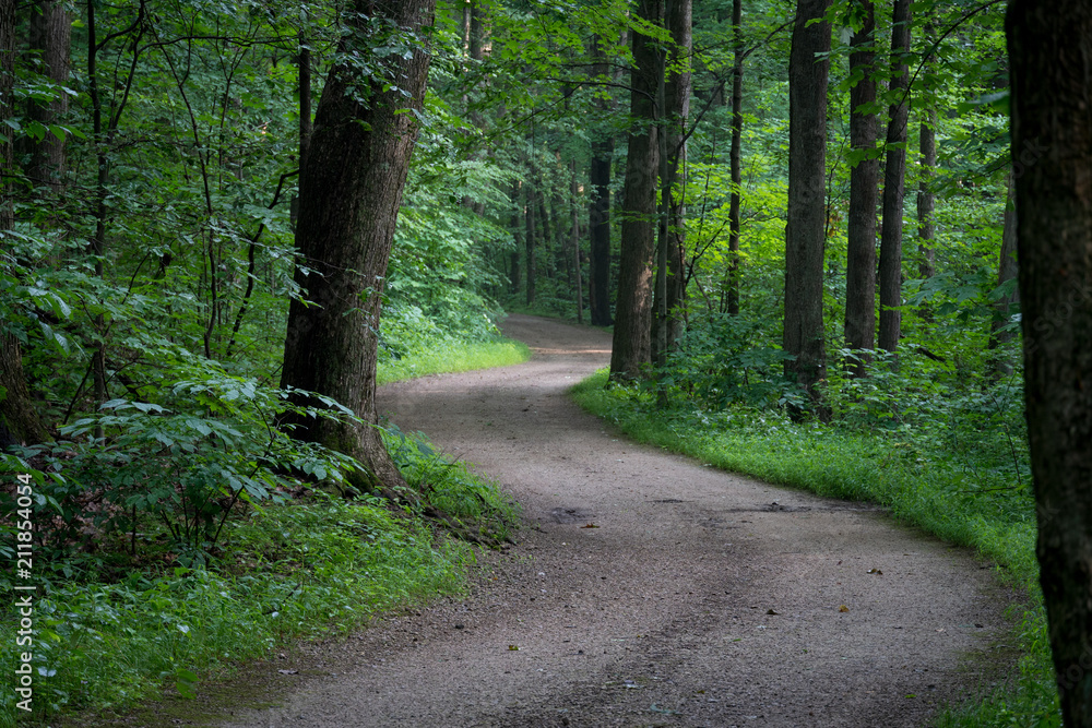 Winding Path in the Forest