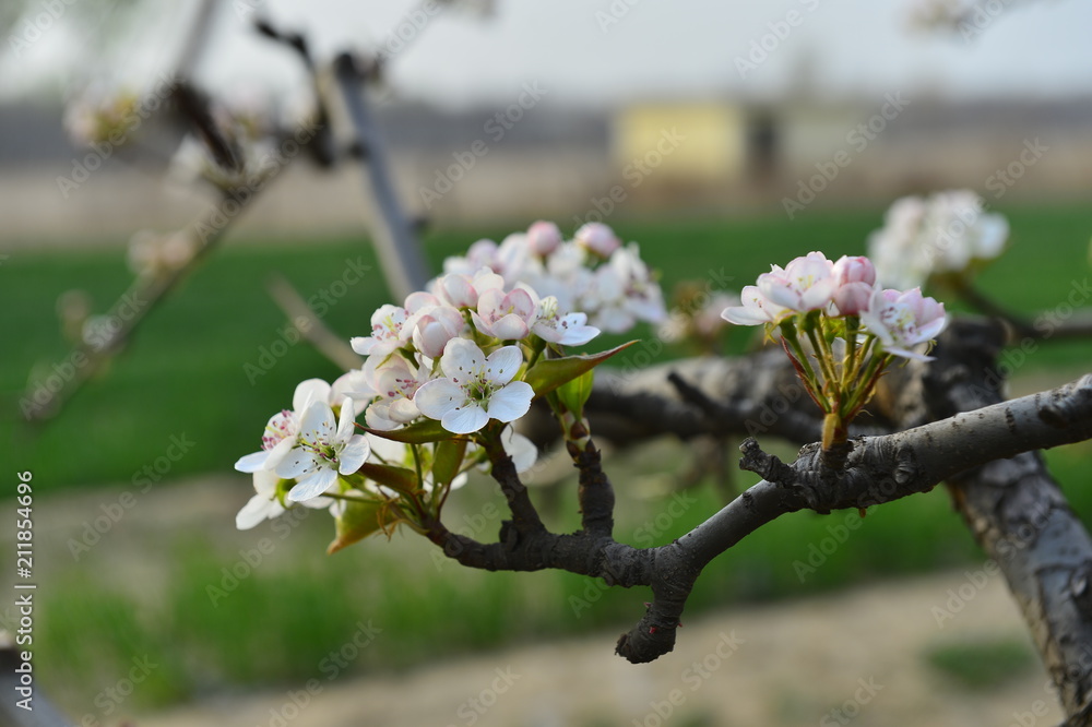 Pear flower in full bloom in spring Pear flower in full bloom in spring