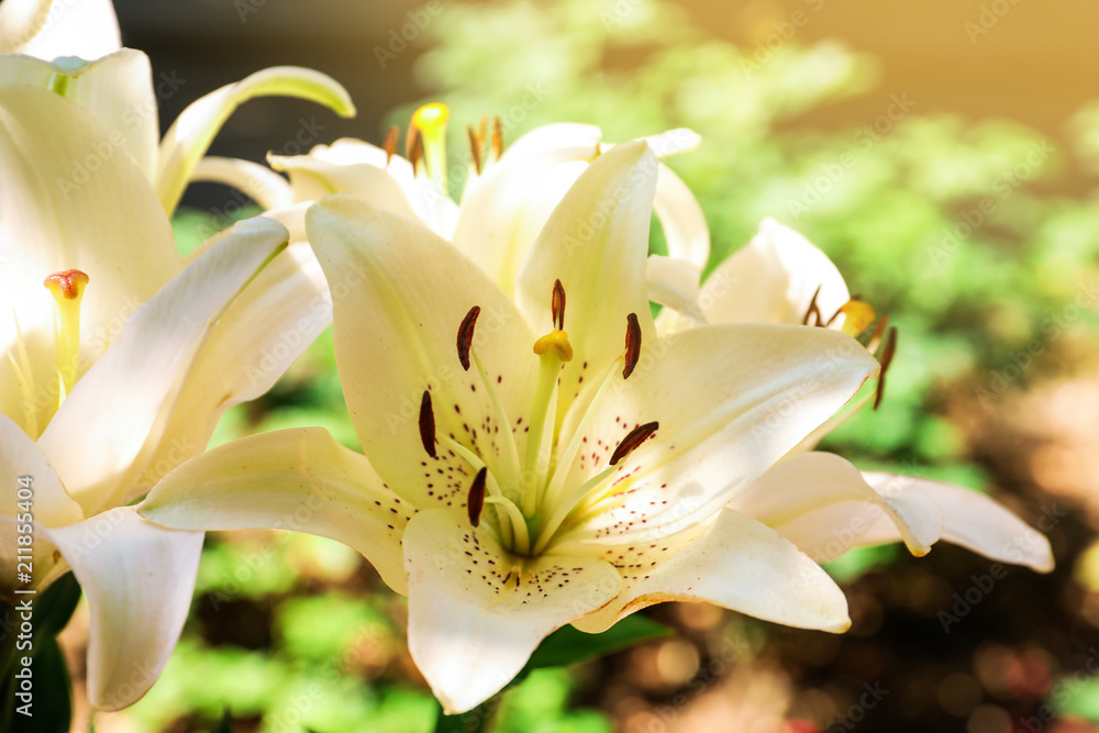 Beautiful blooming lily flowers in garden, closeup Beautiful blooming lily flowers in garden, closeup