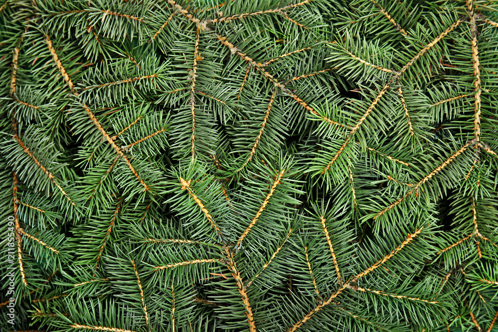 Christmas tree branches as background, top view