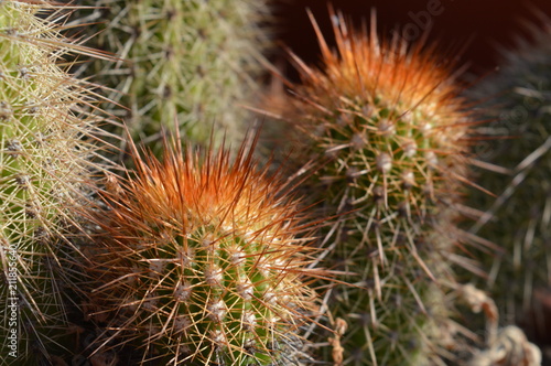 Cactus y Suculentas