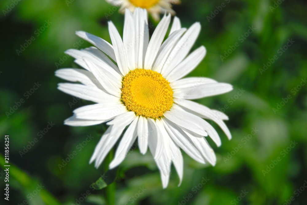 Fototapeta premium Beautiful camomile flower