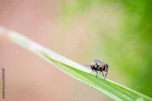 Photos Housefly stay on leaf with natural bokeh green background close up