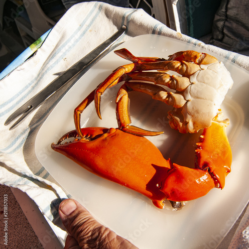 Giant Mud Crab. (Scylla serrata) photo