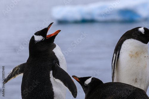 Gentoo penguins (Pygoscelis papua), Gonzalez Videla Station, Waterboat Point, Paradise Bay, Antarctica photo