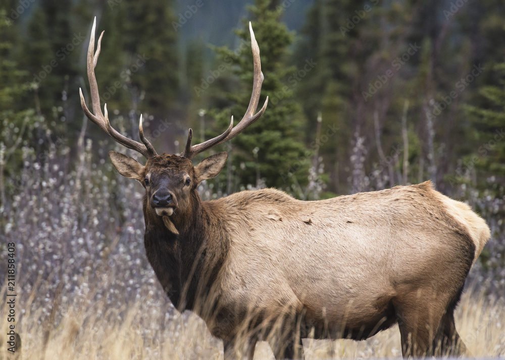 Bull Elk (Wapiti) (Cervus canadensis) in autumn willows, Jasper National Park, Alberta, Canada Bull Elk (Wapiti) (Cervus canadensis) in autumn willows, Jasper National Park, Alberta, Canada