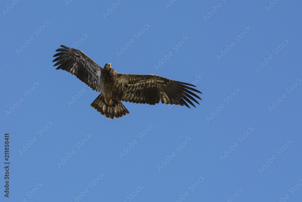 Juvenile Bald Eagle in flight (Haliaeetus leucocephalus), Jasper National Park, Alberta, Canada Juvenile Bald Eagle in flight (Haliaeetus leucocephalus), Jasper National Park, Alberta, Canada