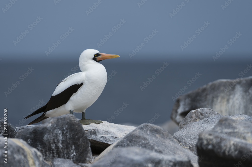 Nazca booby (masked booby) (Sula dactylatra granti), Punta Suarez, Espanola Island, Galapagos Islands, Ecuador Nazca booby (masked booby) (Sula dactylatra granti), Punta Suarez, Espanola Island, Galapagos Islands, Ecuador