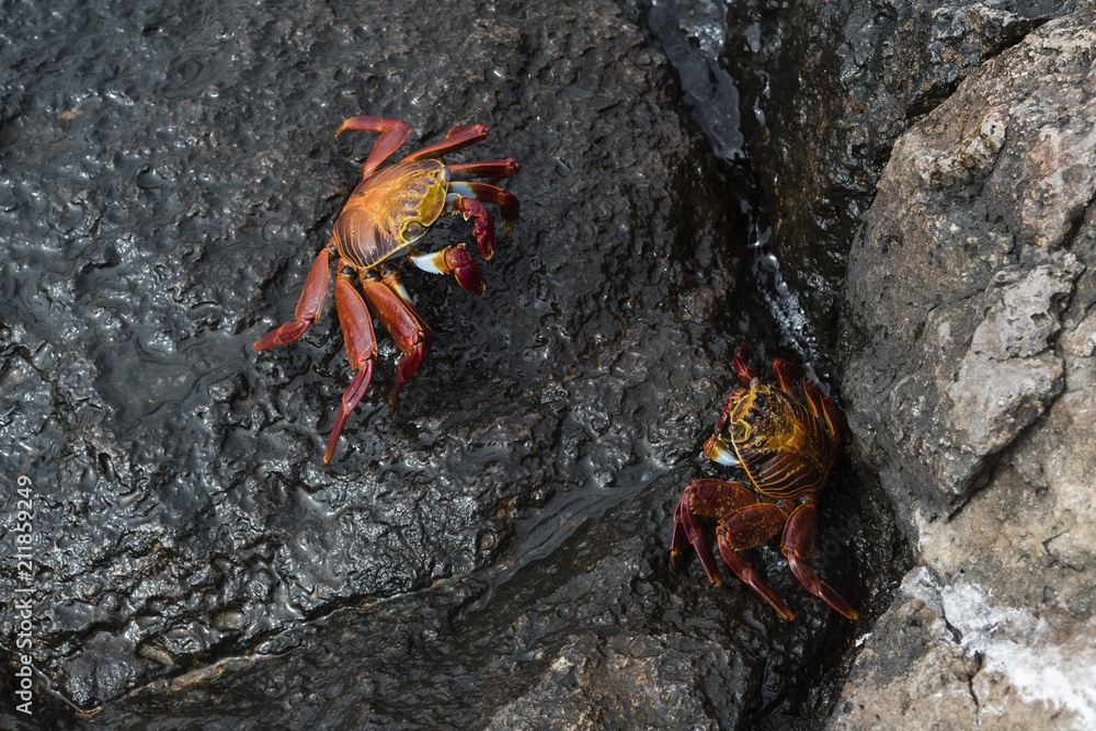 Sally Lightfoot Crab (Grapsus grapsus), South Plaza Island, Galapagos Islands, Ecuador Sally Lightfoot Crab (Grapsus grapsus), South Plaza Island, Galapagos Islands, Ecuador