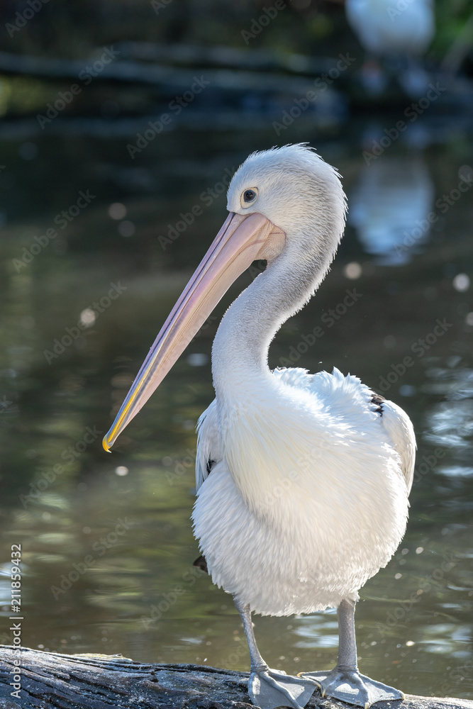 Pelican standing on a log near a pond Pelican standing on a log near a pond