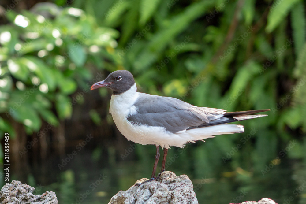 Bird in a hot Florida day