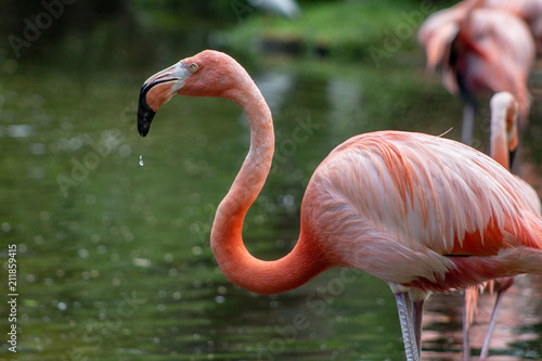 Charming flamingos 